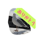 にゃぷらす1（個別スタンプ：13）