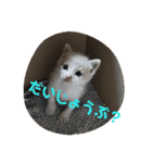 にゃぷらす1（個別スタンプ：14）