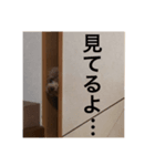 あんずの日常。。。（個別スタンプ：6）