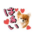 チワワのひょうくん（個別スタンプ：3）