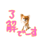 チワワのひょうくん（個別スタンプ：4）