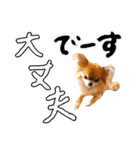 チワワのひょうくん（個別スタンプ：5）