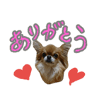 チワワのひょうくん（個別スタンプ：8）