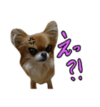 チワワのひょうくん（個別スタンプ：14）