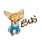 チワワのひょうくん（個別スタンプ：16）