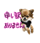 チワワのひょうくん（個別スタンプ：17）