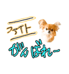 チワワのひょうくん（個別スタンプ：21）