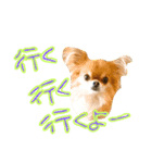 チワワのひょうくん（個別スタンプ：23）