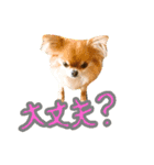 チワワのひょうくん（個別スタンプ：28）