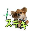 チワワのひょうくん（個別スタンプ：30）