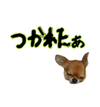 チワワのひょうくん（個別スタンプ：31）
