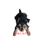 愛犬‎╰( U ・ᴥ・)mちょこ（個別スタンプ：1）