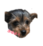 愛犬‎╰( U ・ᴥ・)mちょこ（個別スタンプ：2）