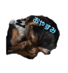 愛犬‎╰( U ・ᴥ・)mちょこ（個別スタンプ：3）