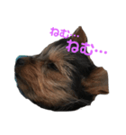 愛犬‎╰( U ・ᴥ・)mちょこ（個別スタンプ：4）