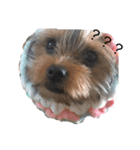 愛犬‎╰( U ・ᴥ・)mちょこ（個別スタンプ：5）