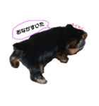 愛犬‎╰( U ・ᴥ・)mちょこ（個別スタンプ：7）
