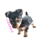 愛犬‎╰( U ・ᴥ・)mちょこ（個別スタンプ：8）