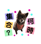 日常ファミリースタンプ（個別スタンプ：10）