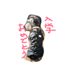 ミニチュアシュナウザーのカールくん！行事（個別スタンプ：7）