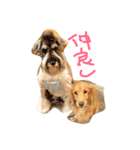 ミニチュアシュナウザーのカールくん！行事（個別スタンプ：8）