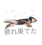 ティーやん（個別スタンプ：3）