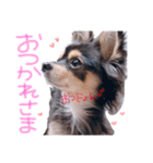 ティーやん（個別スタンプ：10）