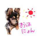 ティーやん（個別スタンプ：12）