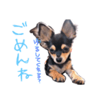 ティーやん（個別スタンプ：13）