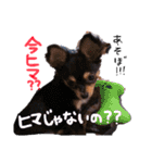 ティーやん（個別スタンプ：16）