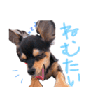 ティーやん（個別スタンプ：25）