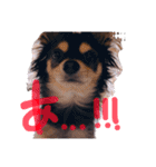 ティーやん（個別スタンプ：33）