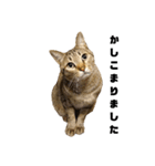 キジトラ猫のハクちゃん（個別スタンプ：1）