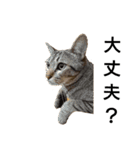 キジトラ猫のハクちゃん（個別スタンプ：2）
