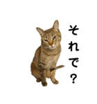 キジトラ猫のハクちゃん（個別スタンプ：3）
