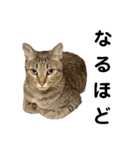 キジトラ猫のハクちゃん（個別スタンプ：5）