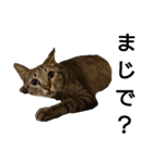 キジトラ猫のハクちゃん（個別スタンプ：6）