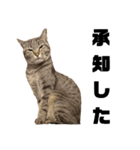キジトラ猫のハクちゃん（個別スタンプ：7）