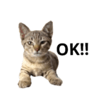 キジトラ猫のハクちゃん（個別スタンプ：12）