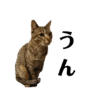 キジトラ猫のハクちゃん（個別スタンプ：13）