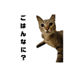 キジトラ猫のハクちゃん（個別スタンプ：14）