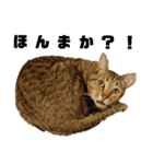 キジトラ猫のハクちゃん（個別スタンプ：20）