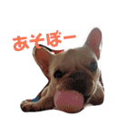 日常 わんず にゃんず（個別スタンプ：2）