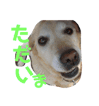 日常 わんず にゃんず（個別スタンプ：4）