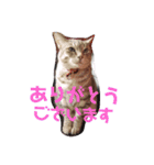 日常 わんず にゃんず（個別スタンプ：7）