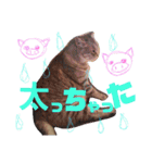 日常 わんず にゃんず（個別スタンプ：8）