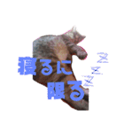 日常 わんず にゃんず（個別スタンプ：9）
