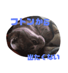 日常 わんず にゃんず（個別スタンプ：10）