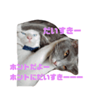 日常 わんず にゃんず（個別スタンプ：14）