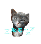 日常 わんず にゃんず（個別スタンプ：17）
